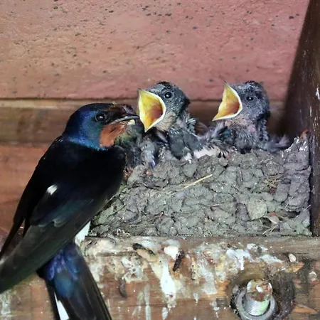 Appartement Casa Del Mare - Oasi A 100m Dal Mare! *